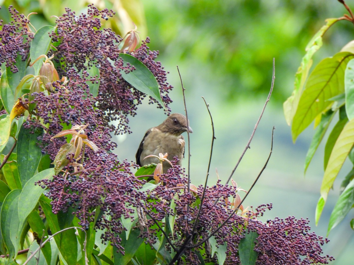 Black-billed Thrush - ML625449254