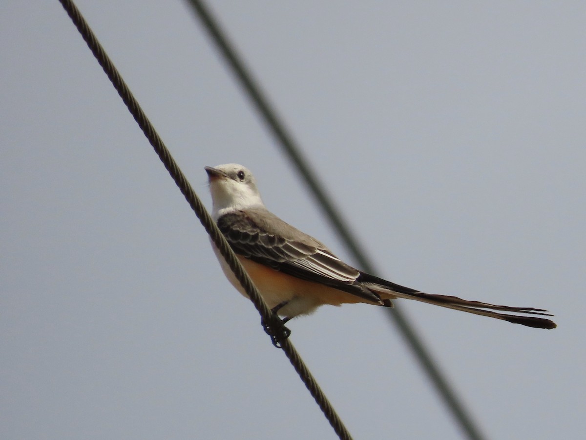 Scissor-tailed Flycatcher - ML625449273