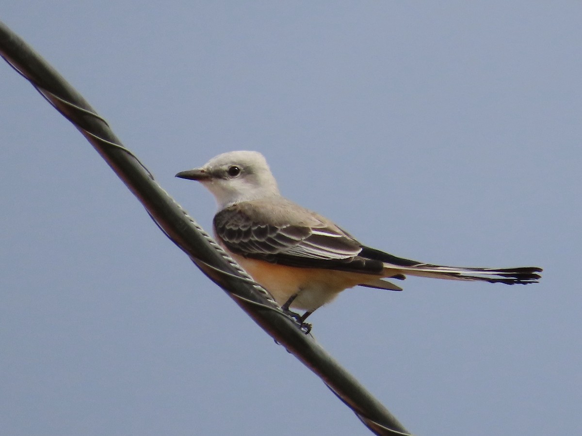 Scissor-tailed Flycatcher - ML625449274