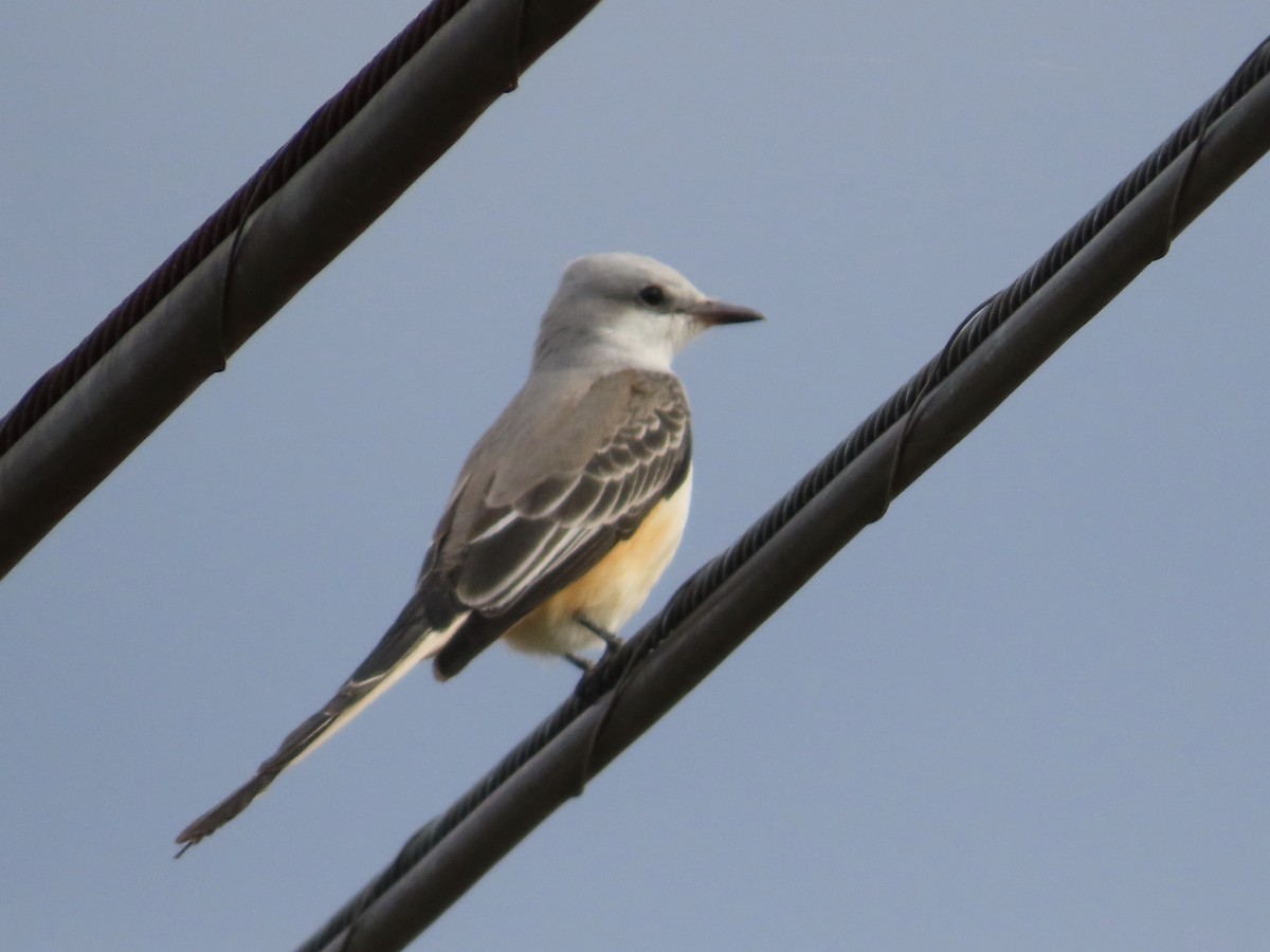 Scissor-tailed Flycatcher - ML625449275