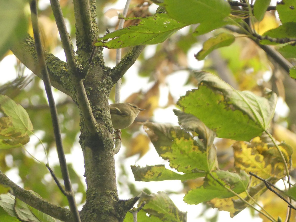 Hume's Warbler - ML625449293