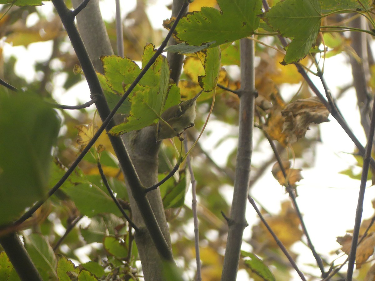 Hume's Warbler - ML625449312