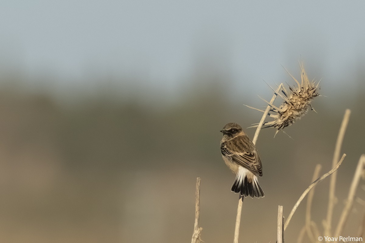 דוחל מזרחי (כספי) - ML625449327