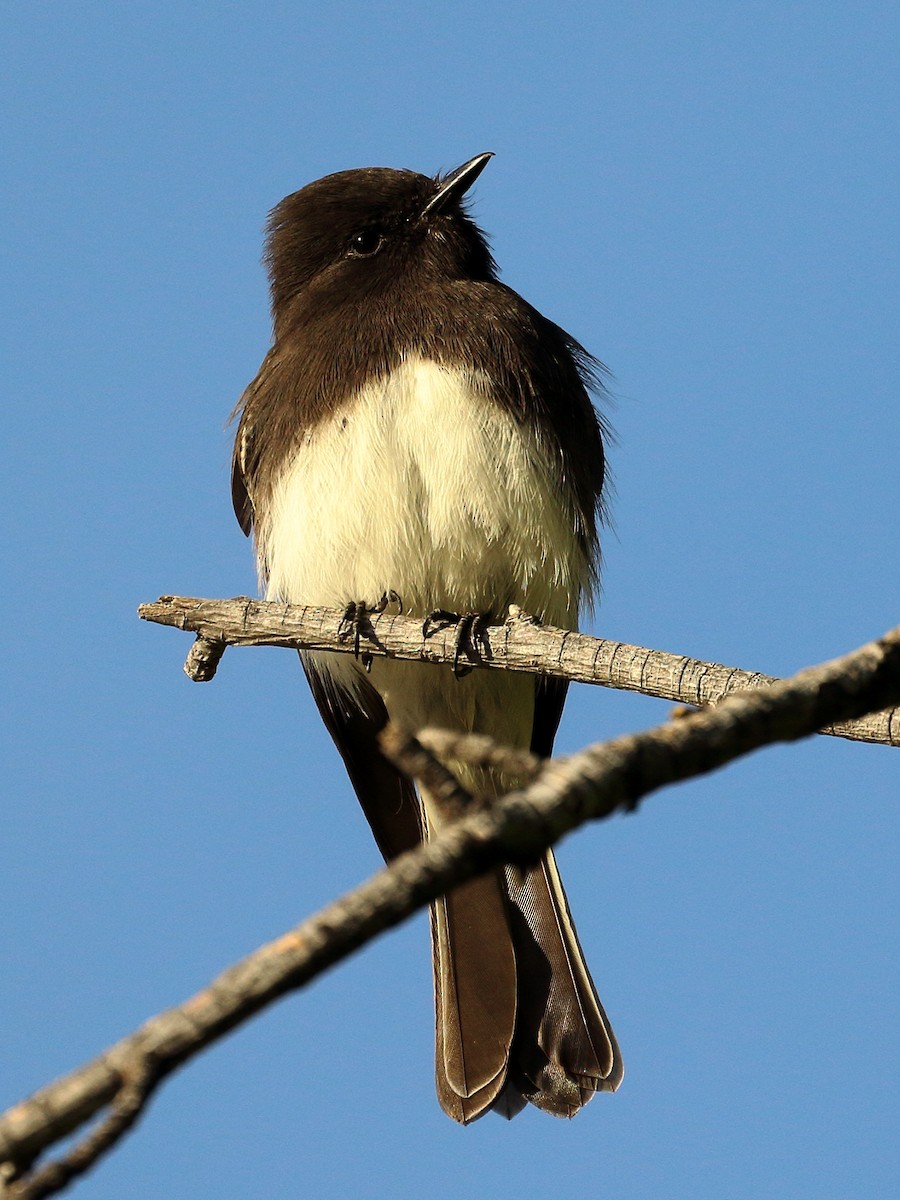 Black Phoebe - ML625449334