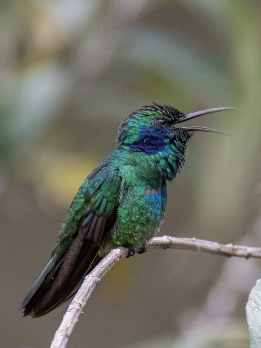 Lesser Violetear - ML625449343