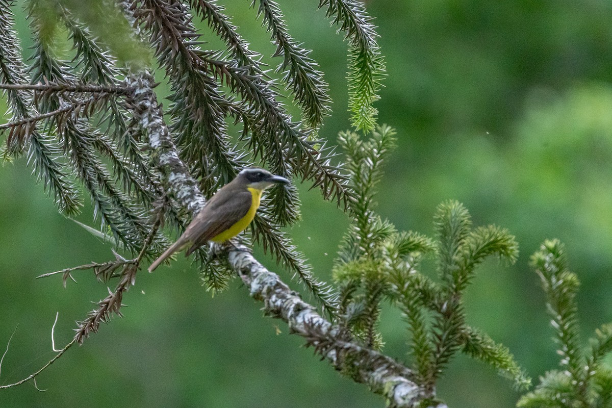 Boat-billed Flycatcher - ML625449457