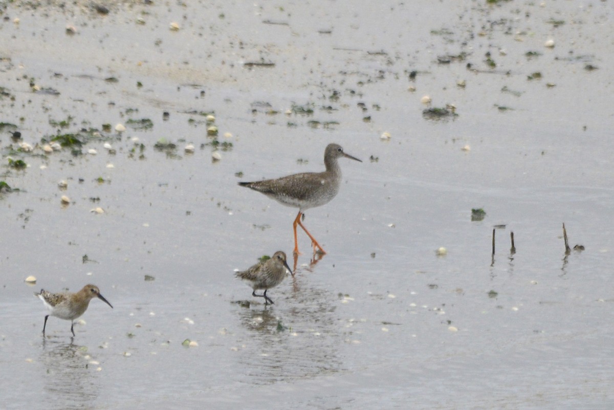 Common Redshank - ML625449505