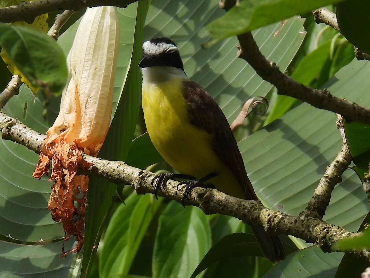 Social Flycatcher - Gil Aburto-Avila