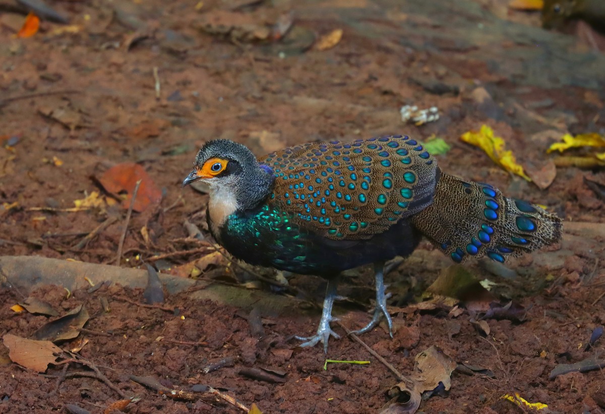 Bornean Peacock-Pheasant - ML625449668