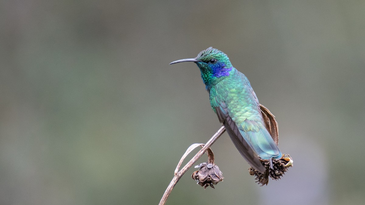 Lesser Violetear - ML625449731