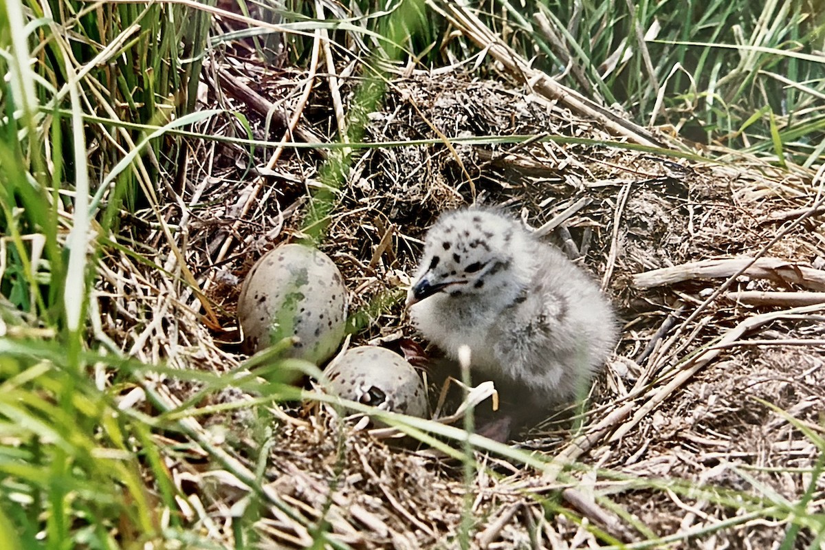 Mongolian Gull - ML625449971