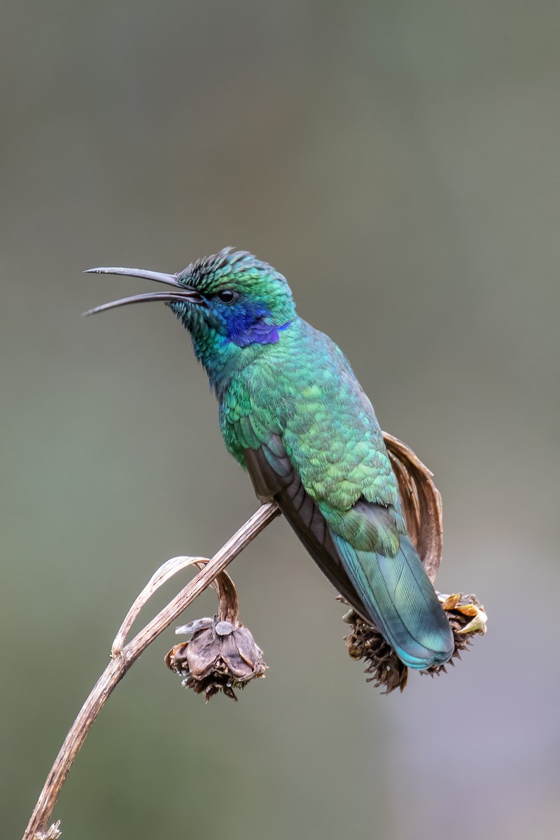 Lesser Violetear - ML625449993