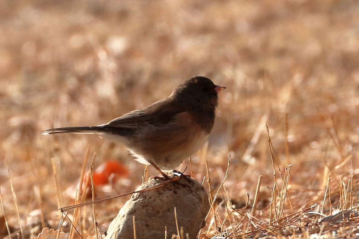 Dark-eyed Junco - ML625450002