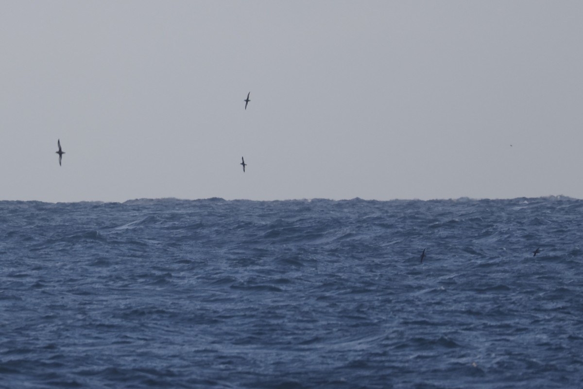 Sooty Shearwater - ML625450032