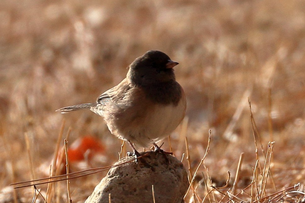 Dark-eyed Junco - ML625450151