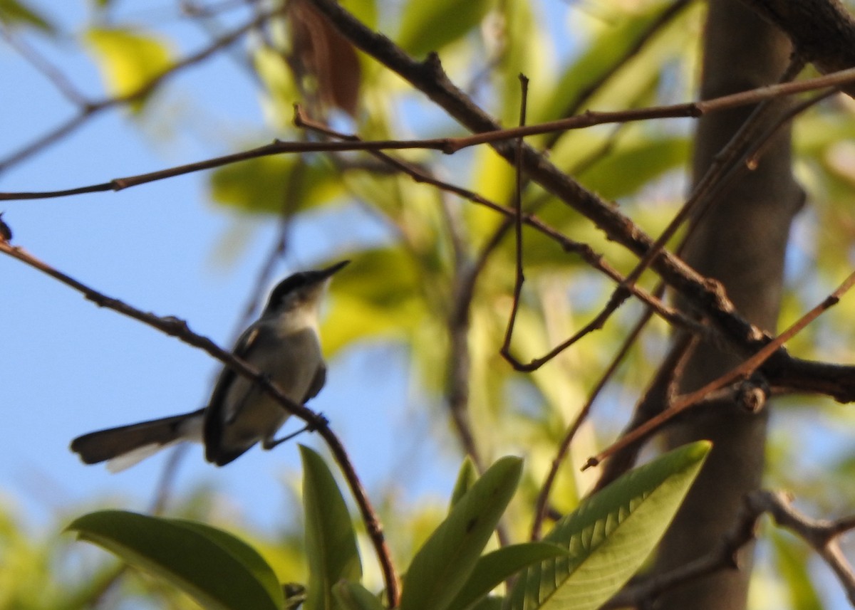 Gobemoucheron tropical (atricapilla) - ML625450213