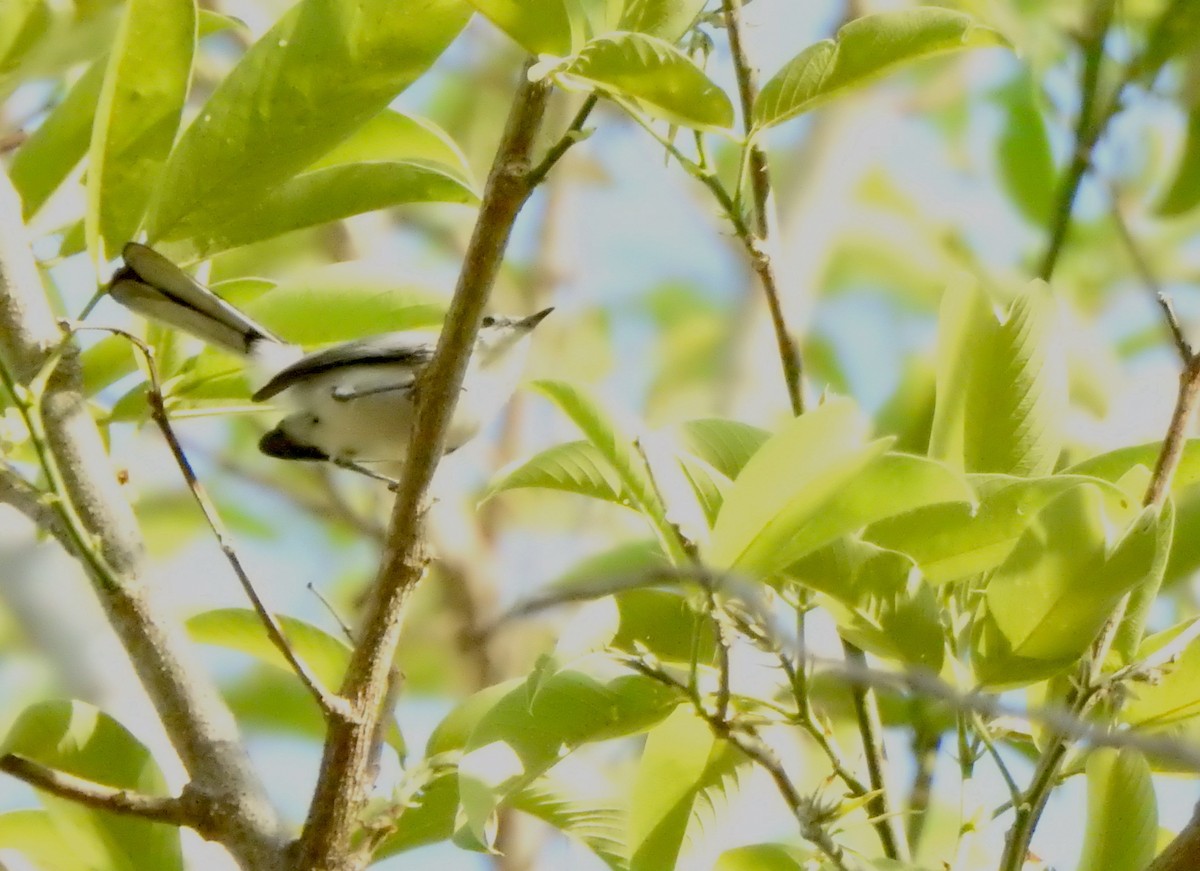 Gobemoucheron tropical (atricapilla) - ML625450214