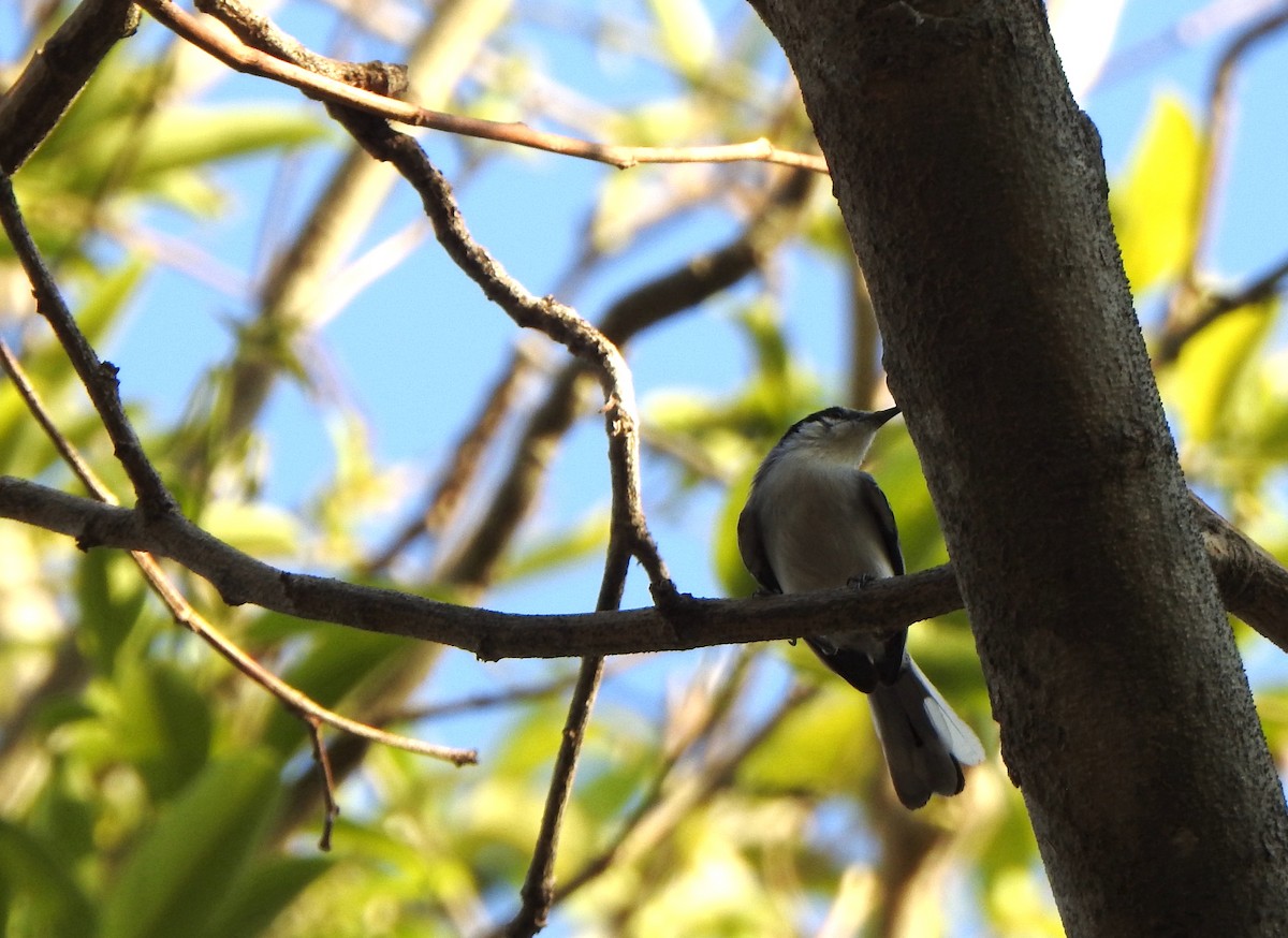 Gobemoucheron tropical (atricapilla) - ML625450215