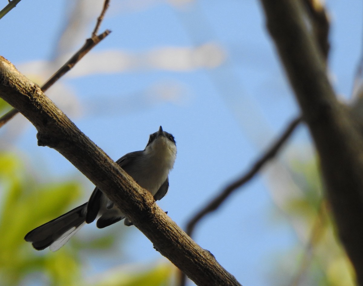 Gobemoucheron tropical (atricapilla) - ML625450216