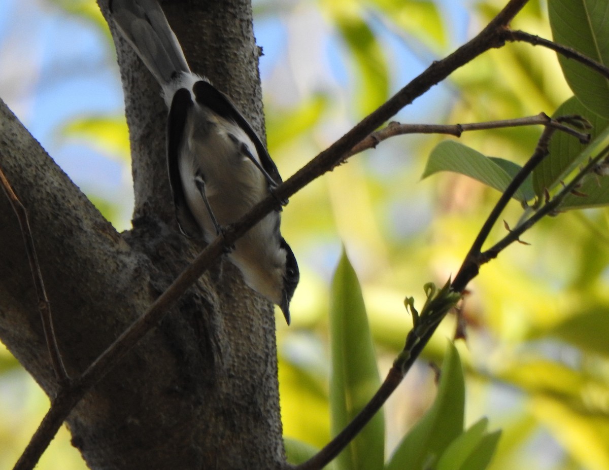 Gobemoucheron tropical (atricapilla) - ML625450217