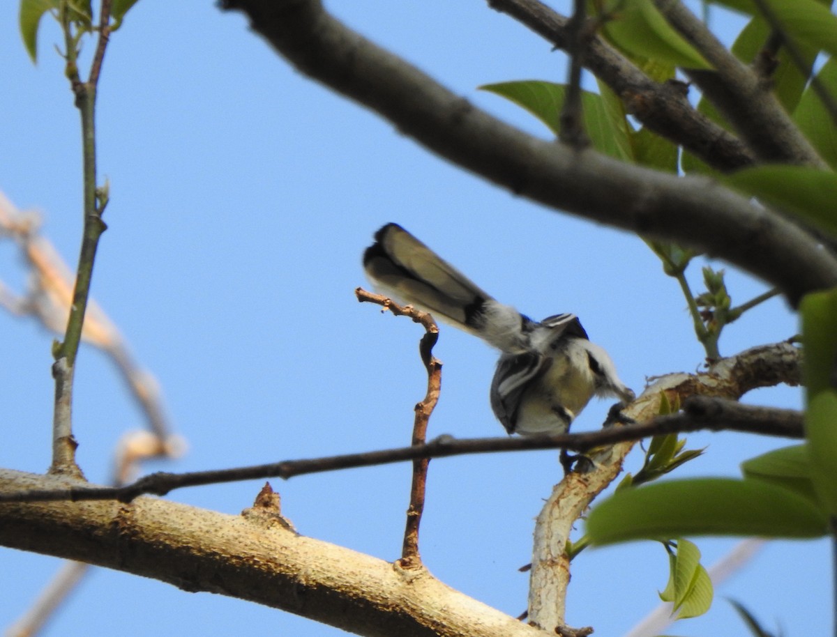 Gobemoucheron tropical (atricapilla) - ML625450218