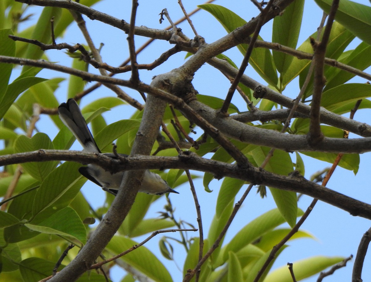 Gobemoucheron tropical (atricapilla) - ML625450219