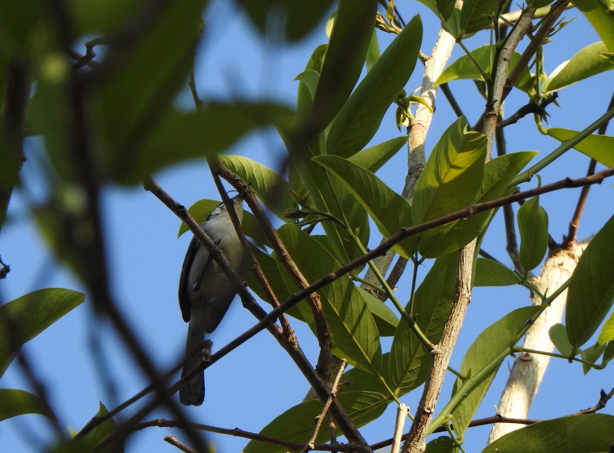 Gobemoucheron tropical (atricapilla) - ML625450220