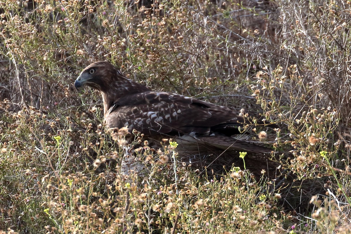 Red-tailed Hawk - Jeffrey Fenwick