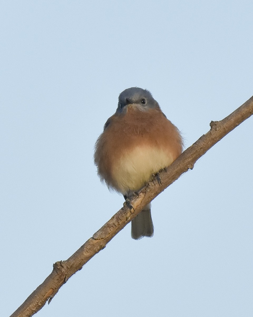 Eastern Bluebird - ML625450302