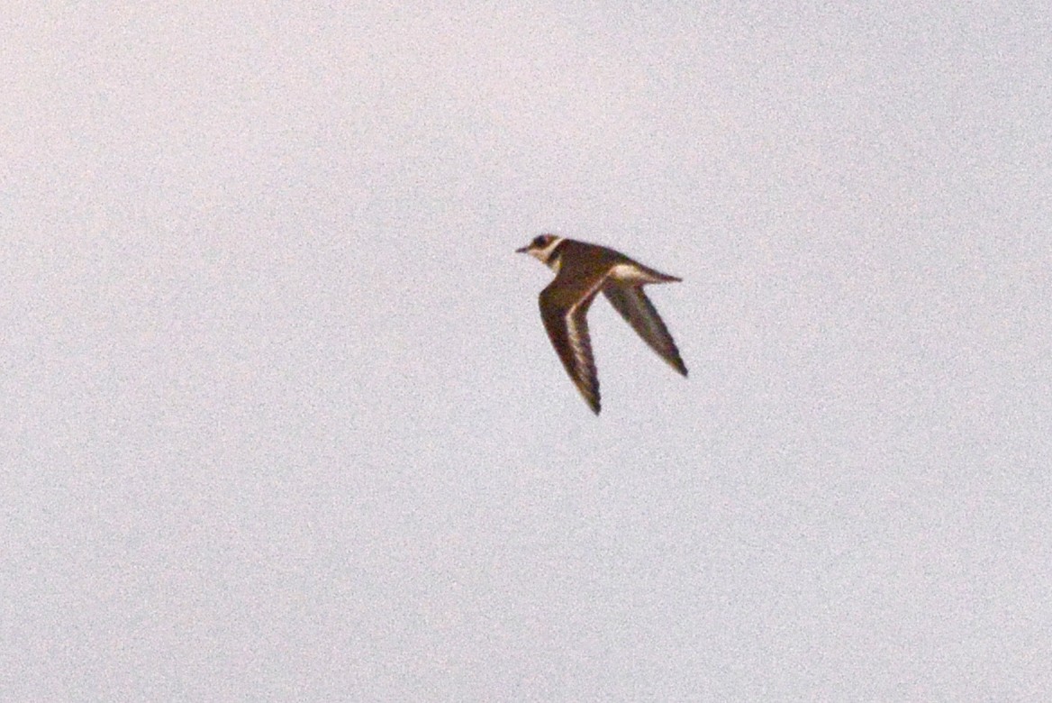 Common Ringed Plover - ML625450431