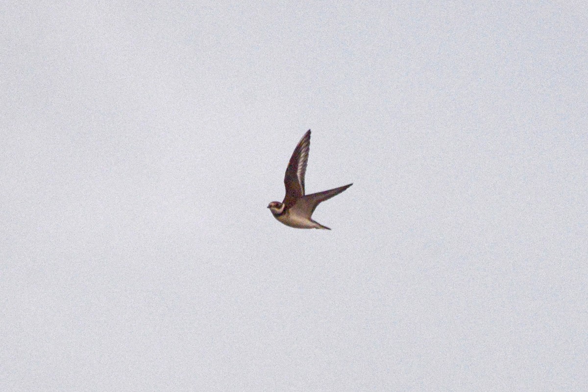 Common Ringed Plover - ML625450432