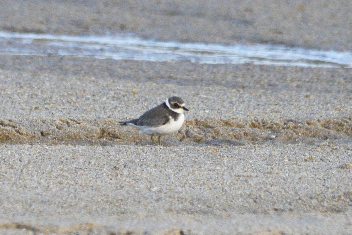 Common Ringed Plover - ML625450433