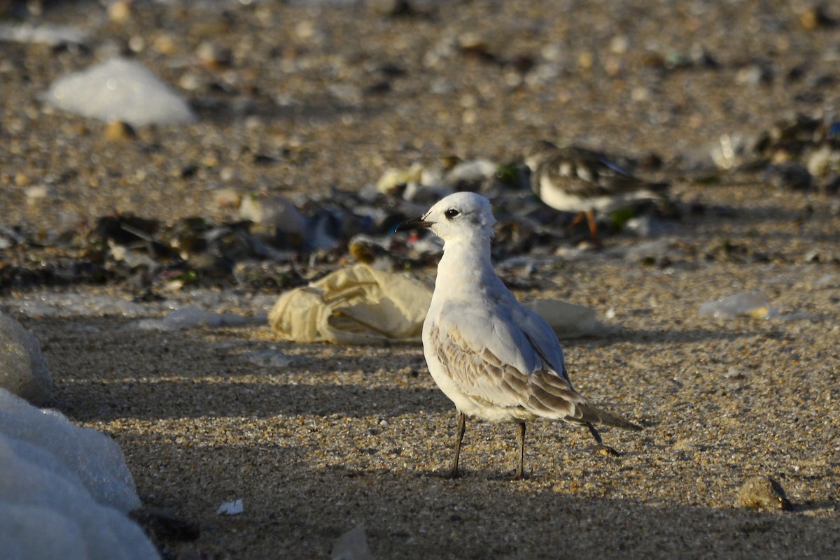 Mediterranean Gull - ML625450457