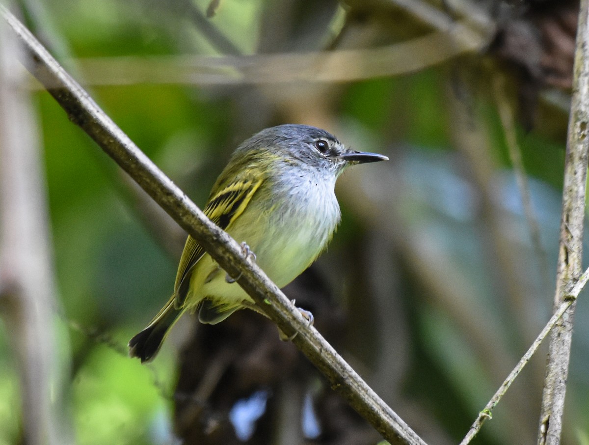 Slate-headed Tody-Flycatcher - ML625450489