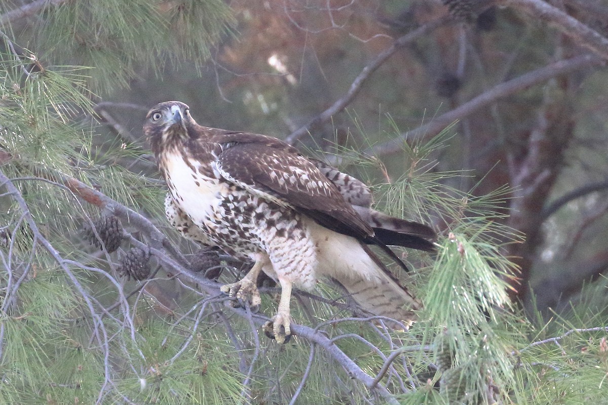 Red-tailed Hawk - Jeffrey Fenwick