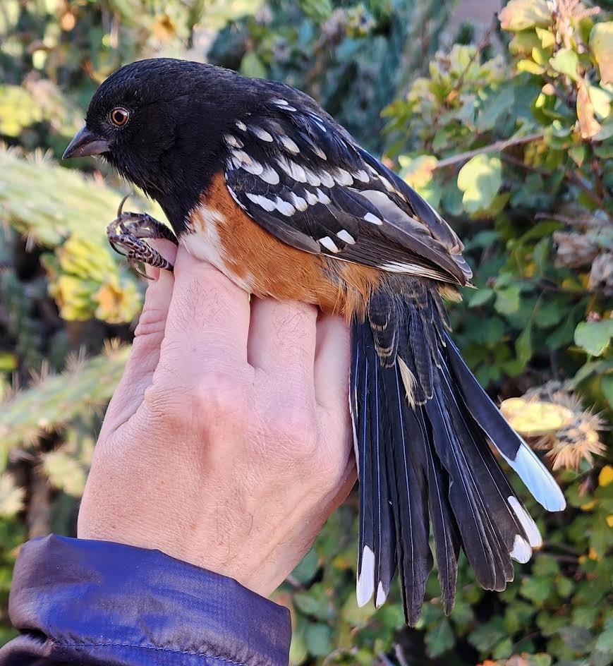 Spotted Towhee - Nancy Cox