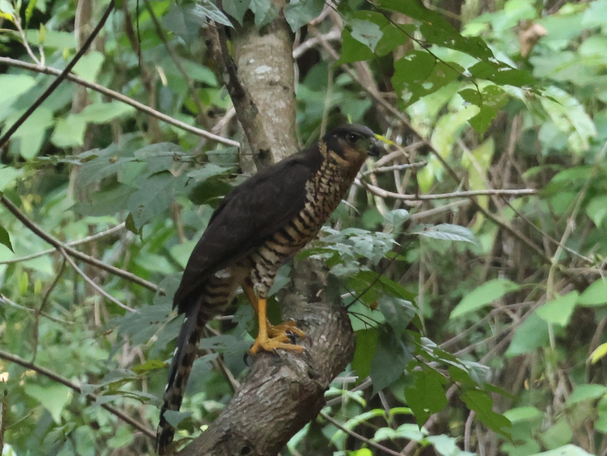 Collared Forest-Falcon - ML625450585