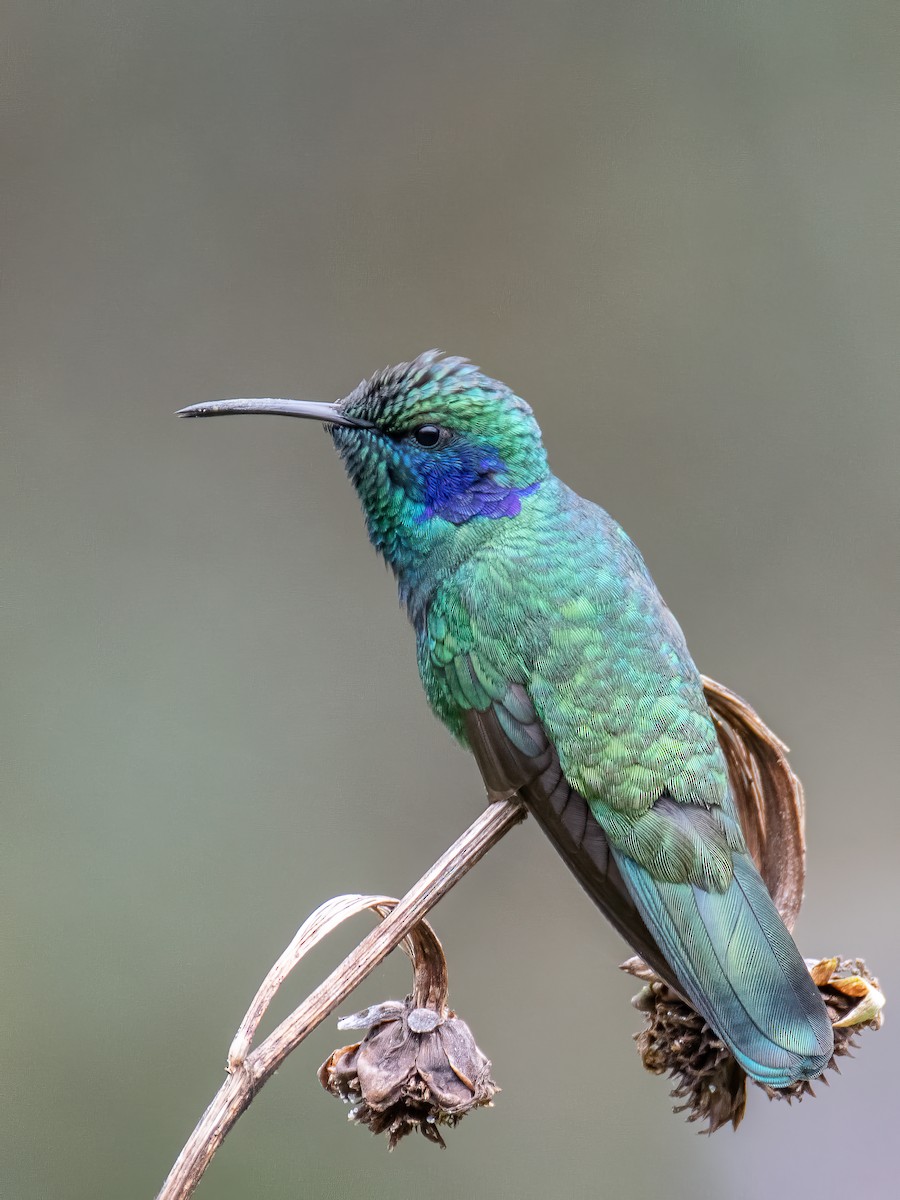 Lesser Violetear - ML625450633