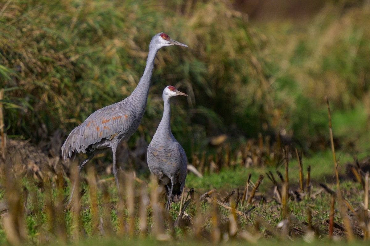 Sandhill Crane (Greater) - ML625450655