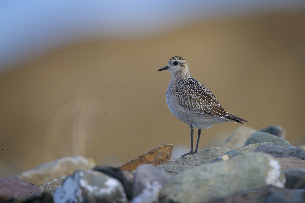 American Golden-Plover - ML625450685