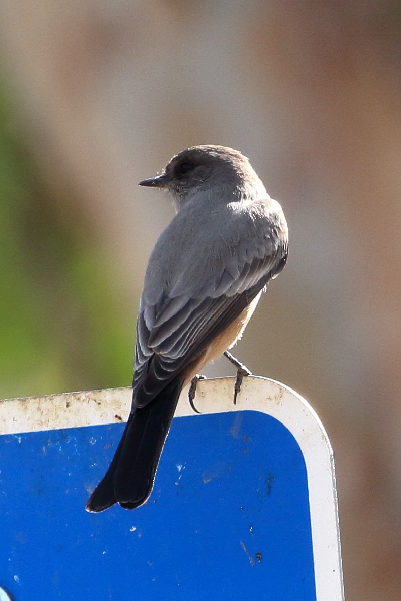 Say's Phoebe - ML625450856