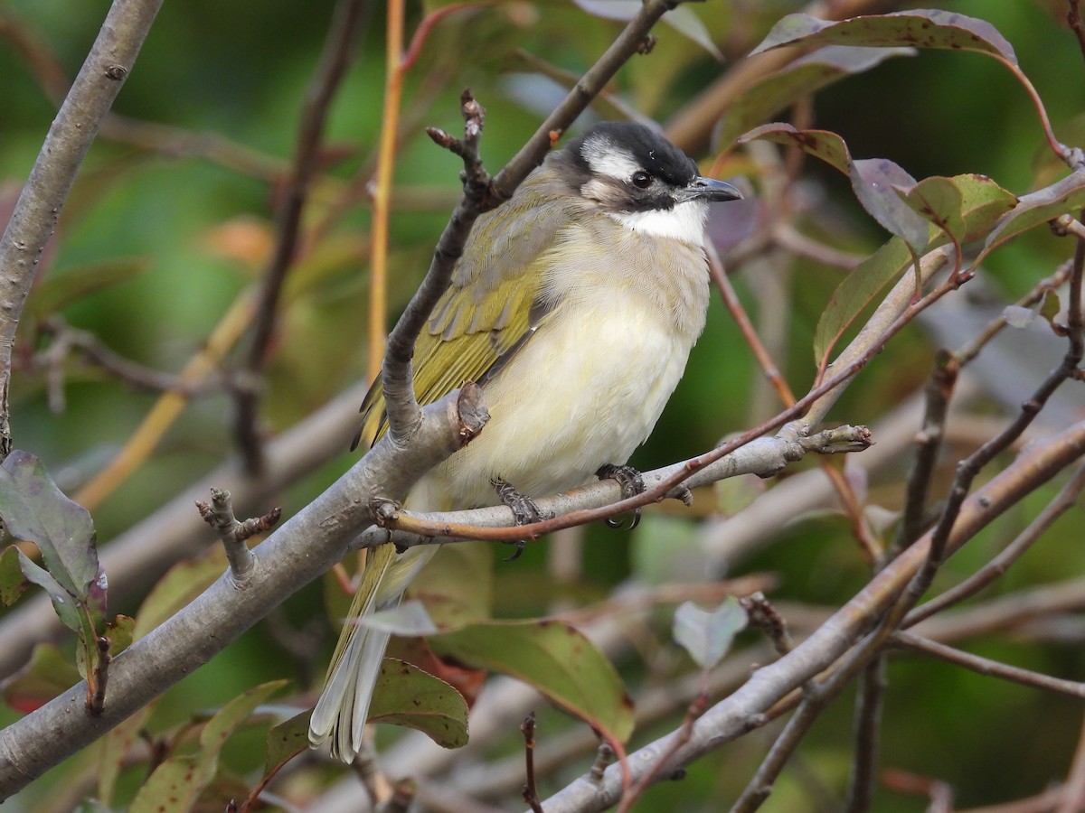 Light-vented Bulbul - ML625450873