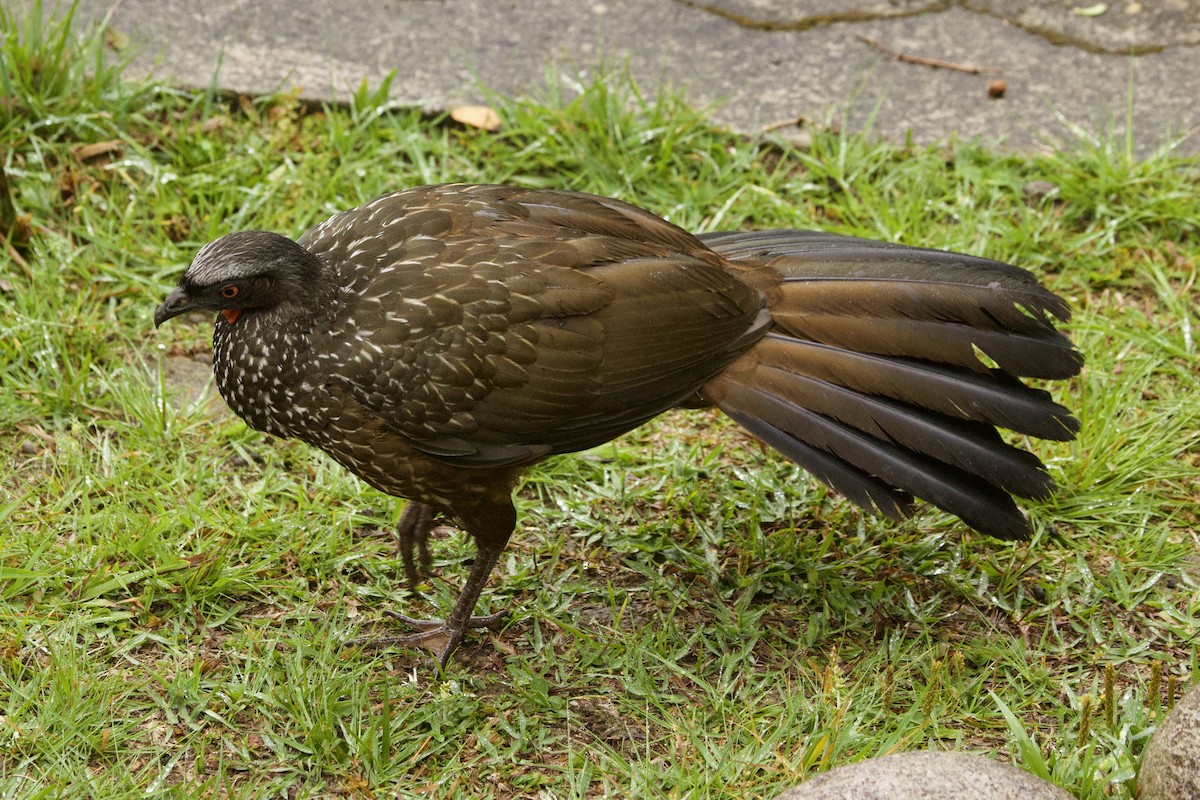 Dusky-legged Guan - ML625451036