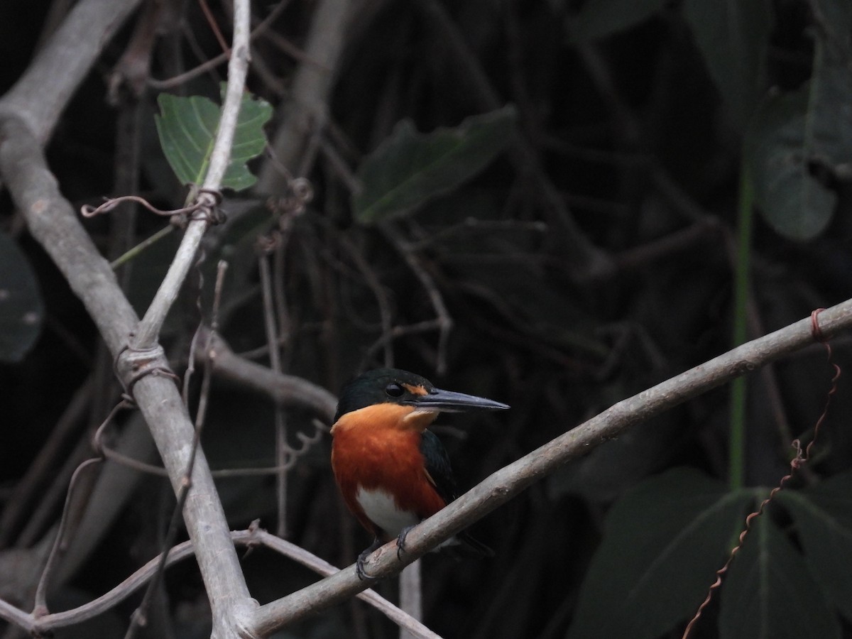 American Pygmy Kingfisher - ML625451086