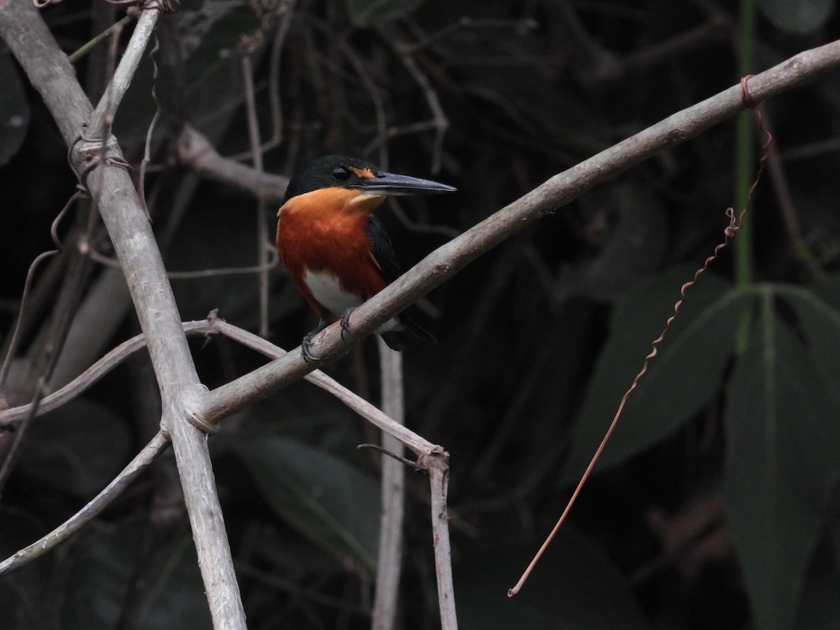 American Pygmy Kingfisher - ML625451087