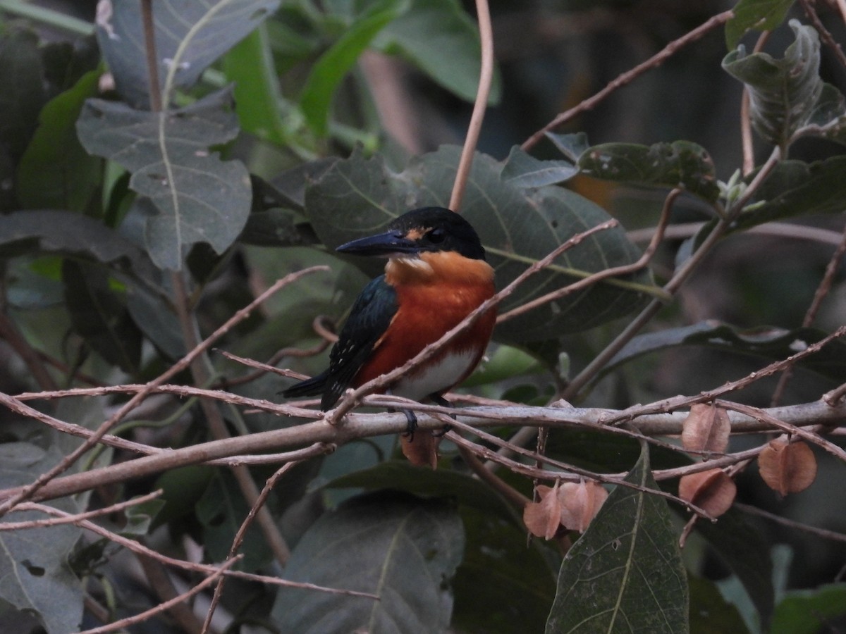 American Pygmy Kingfisher - ML625451088