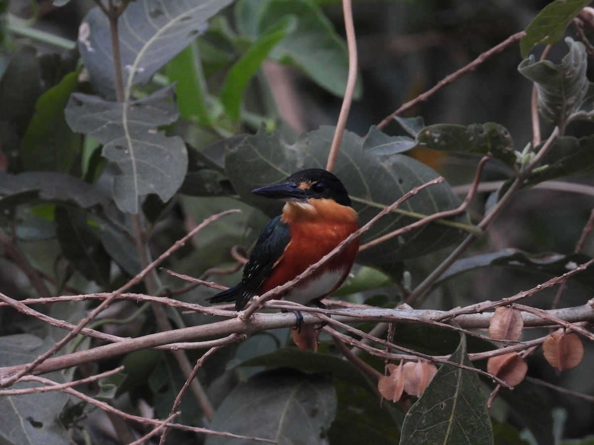 American Pygmy Kingfisher - ML625451089