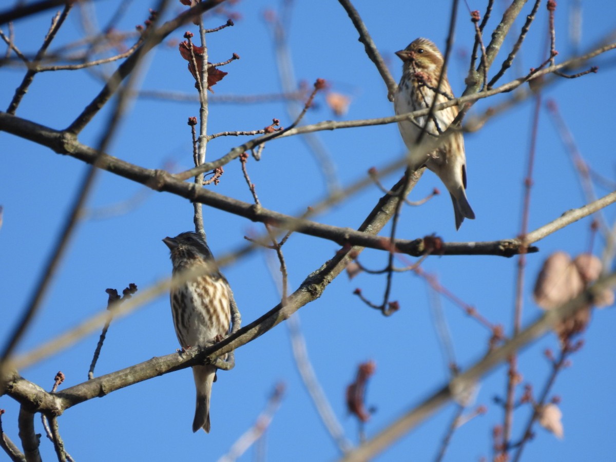 Purple Finch - ML625451158