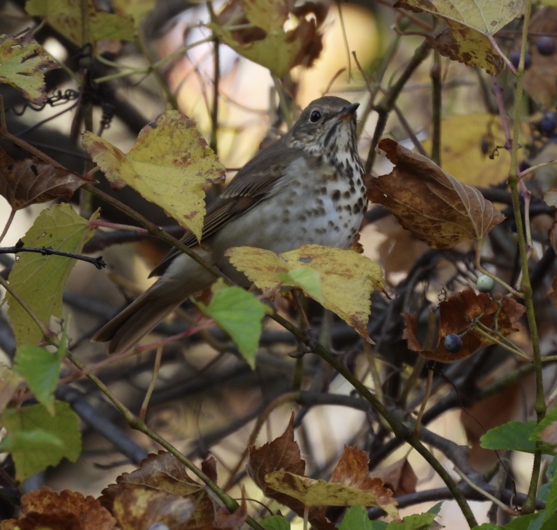 Hermit Thrush - ML625451173