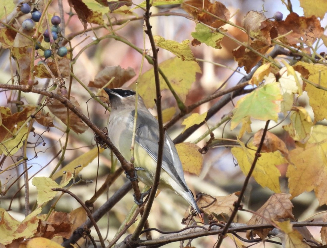 Cedar Waxwing - ML625451182